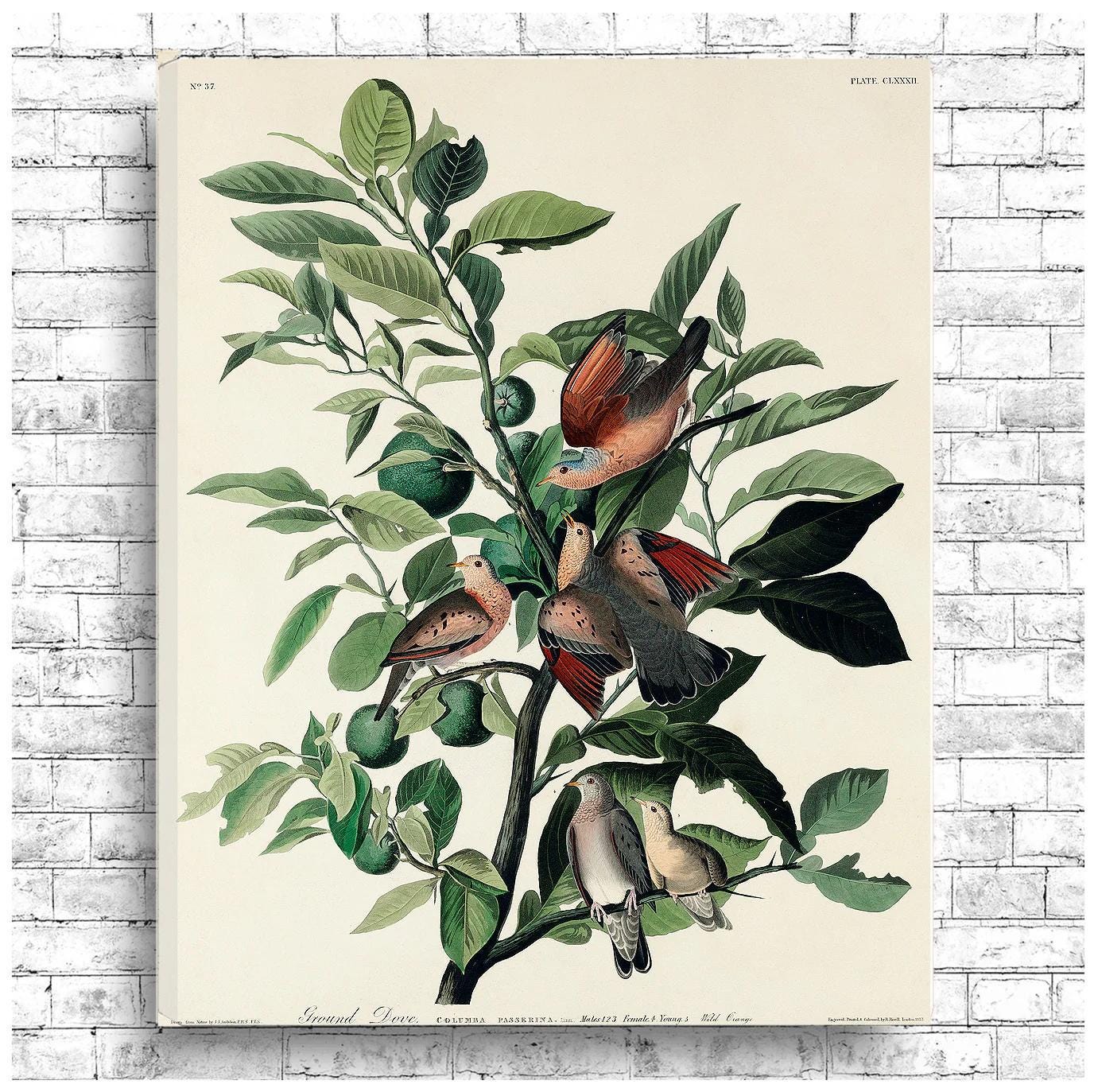 Ground Dove by John J. Audubon