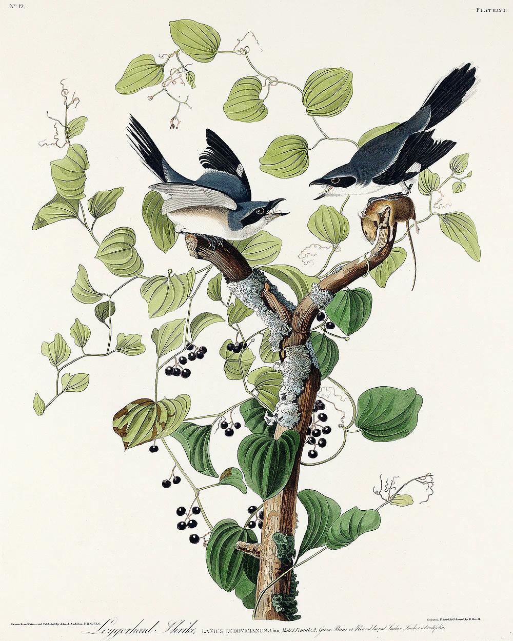 Loggerhead Shrike by John J. Audubon - Hanging Canvas Art, with Choice of Hanging Board Colors.