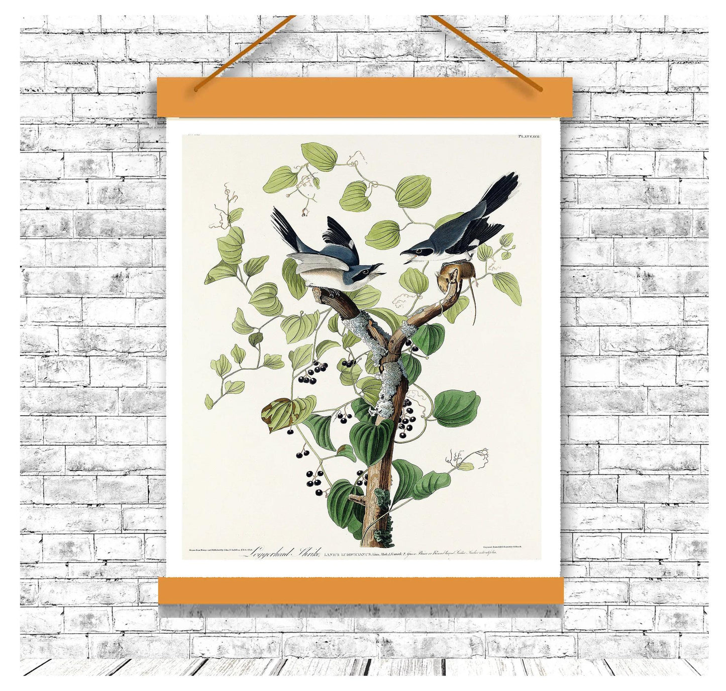 Loggerhead Shrike by John J. Audubon - Hanging Canvas Art, with Choice of Hanging Board Colors.