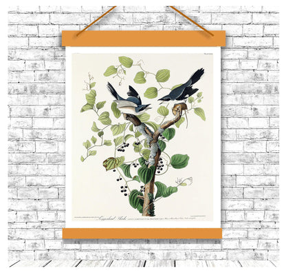 Loggerhead Shrike by John J. Audubon - Hanging Canvas Art, with Choice of Hanging Board Colors.