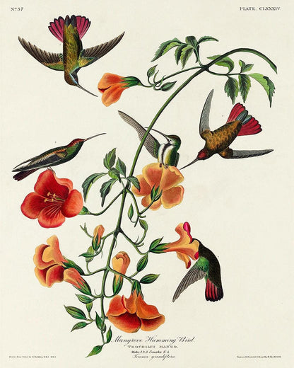 Mango Hummingbird by John J. Audubon - Hanging Canvas Art, with Choice of Hanging Board Colors.