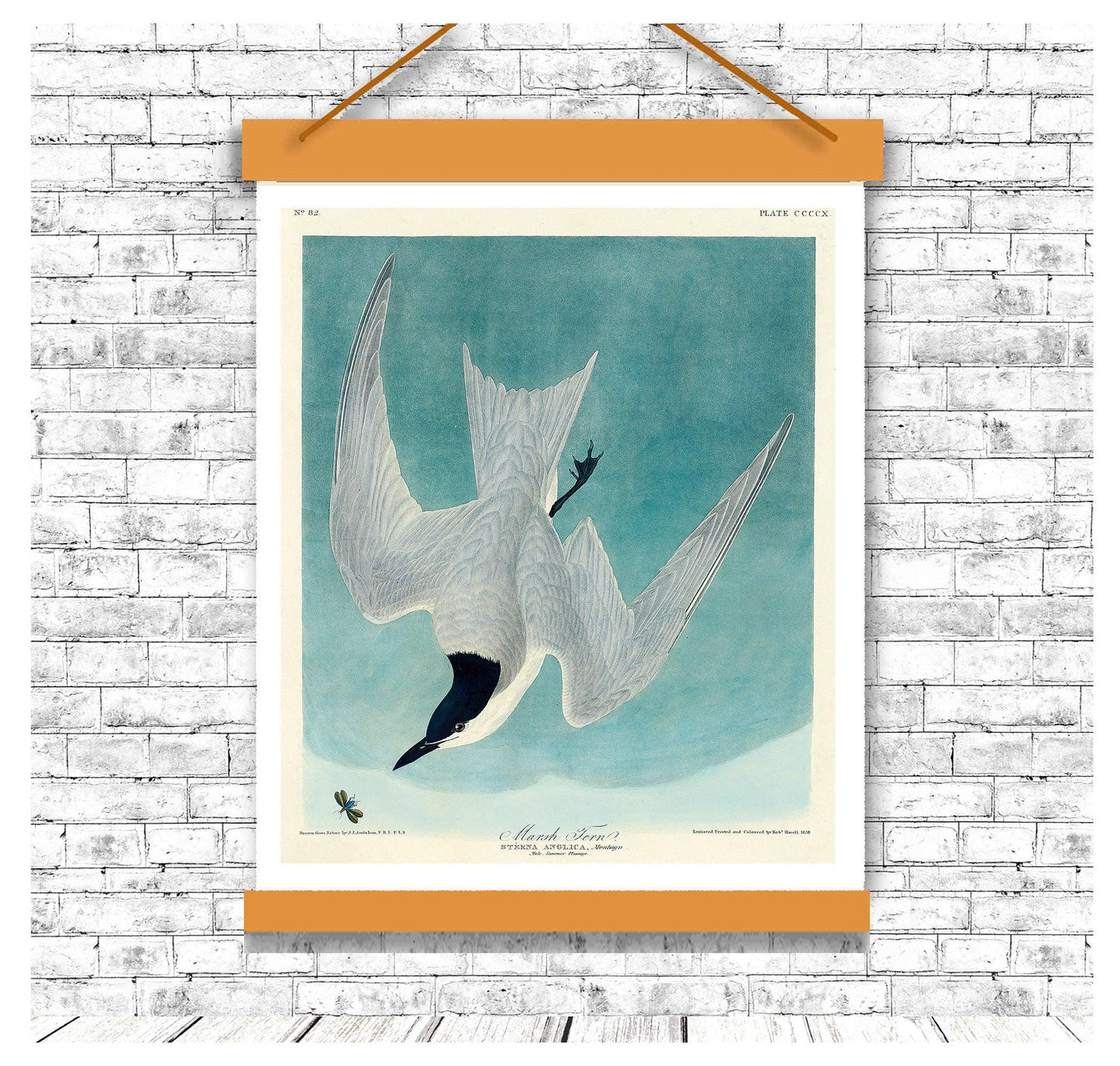 Marsh Tern by John J. Audubon