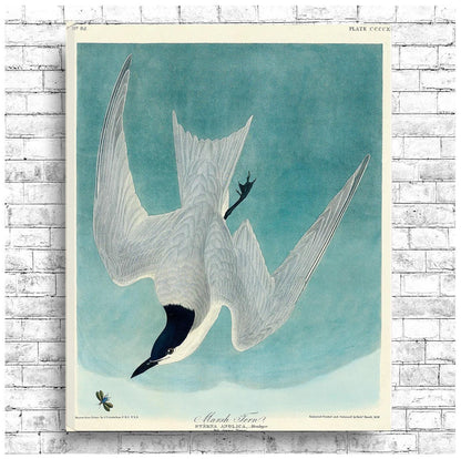 Marsh Tern by John J. Audubon