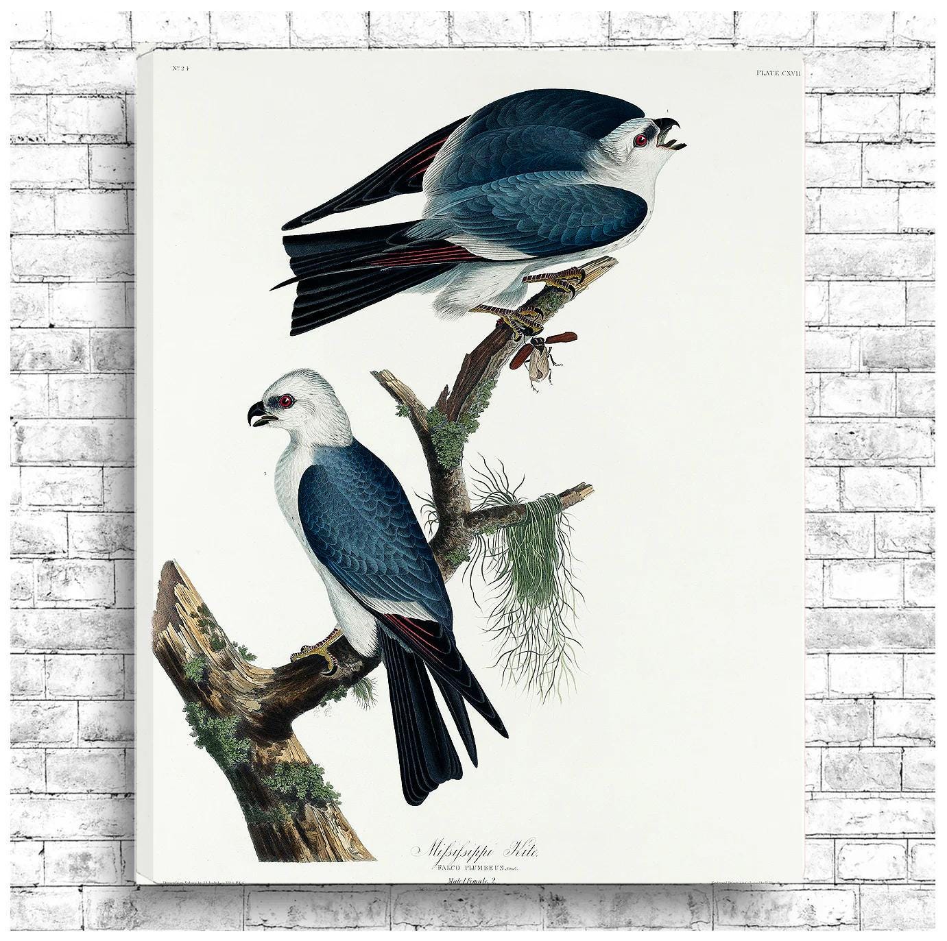 Mississippi Kite by John J. Audubon