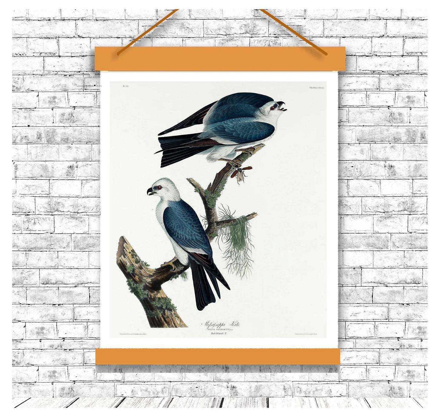 Mississippi Kite by John J. Audubon