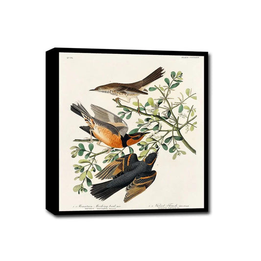 Mountain Mocking bird and Varied Thrush by John J. Audubon