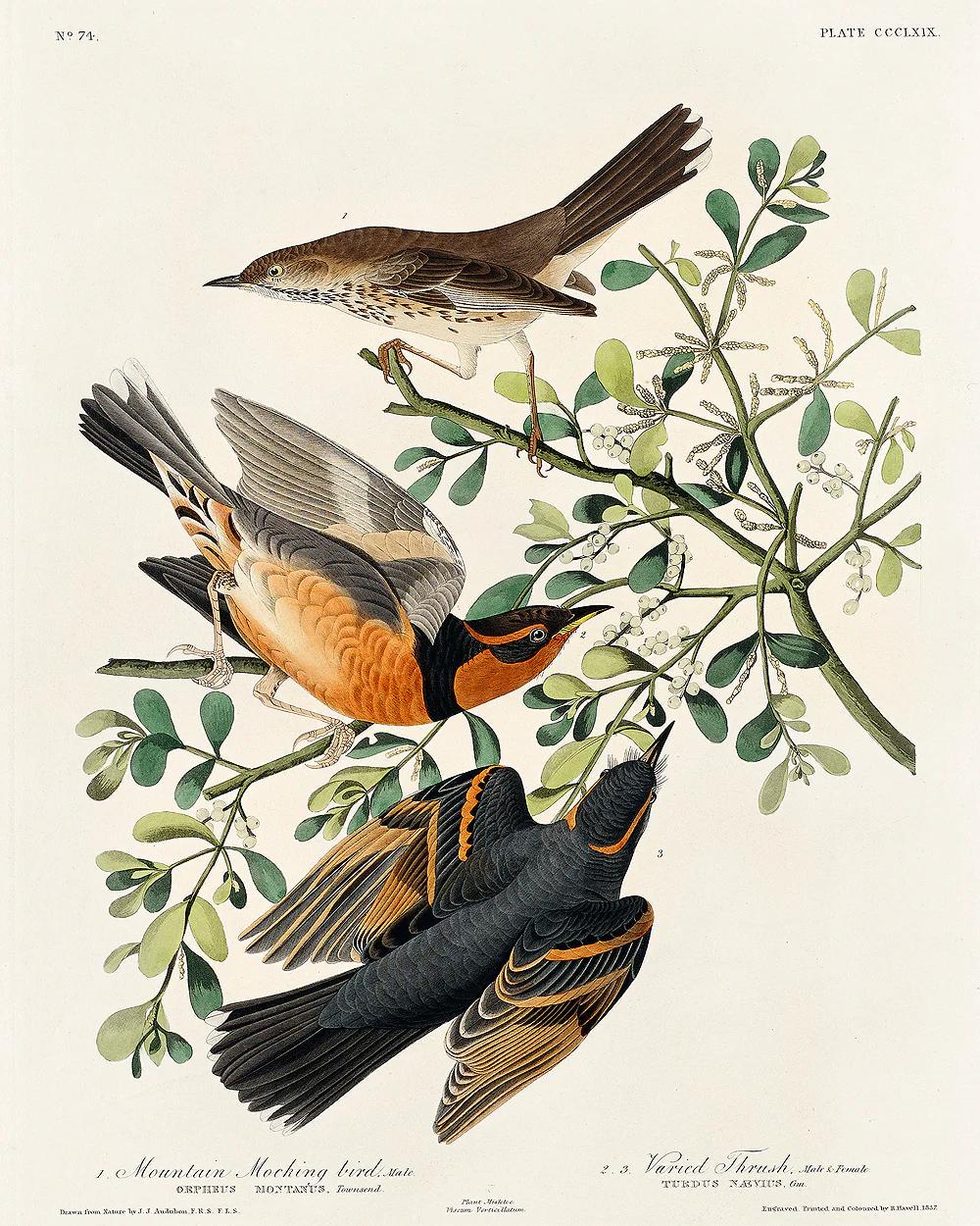 Mountain Mocking bird and Varied Thrush by John J. Audubon