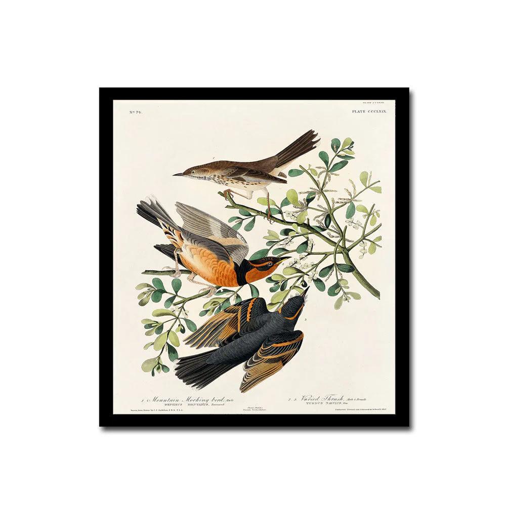 Mountain Mocking bird and Varied Thrush by John J. Audubon