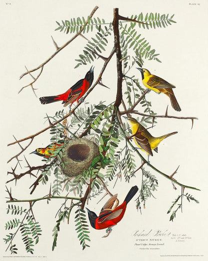 Orchard Oriole by John J. Audubon