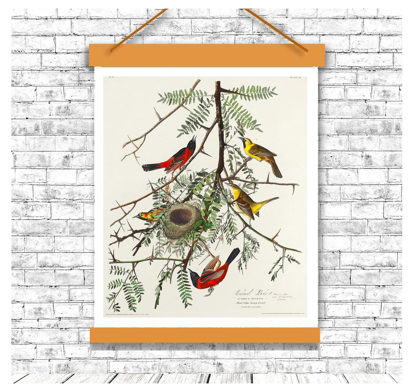 Orchard Oriole by John J. Audubon