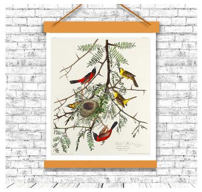 Orchard Oriole by John J. Audubon