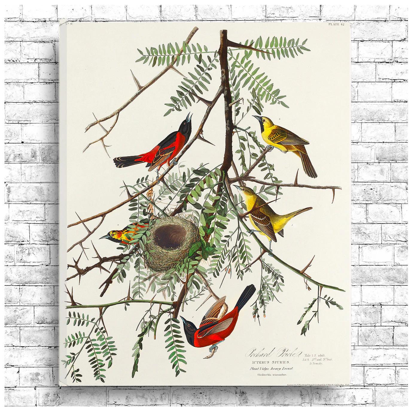 Orchard Oriole by John J. Audubon