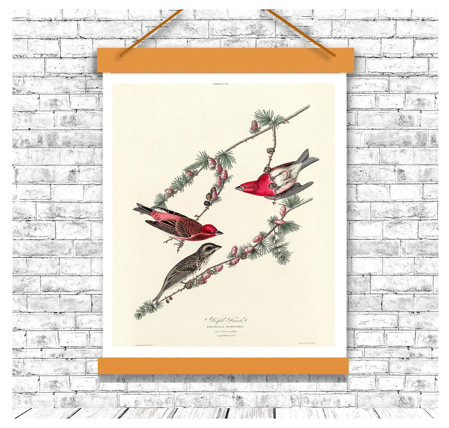 Purple Finch by John J. Audubon