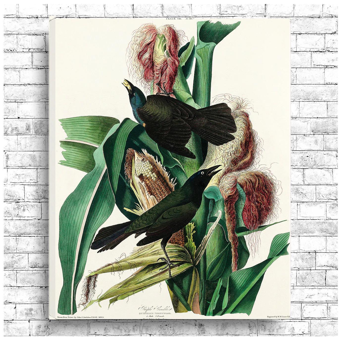 Purple Grakle by John J. Audubon