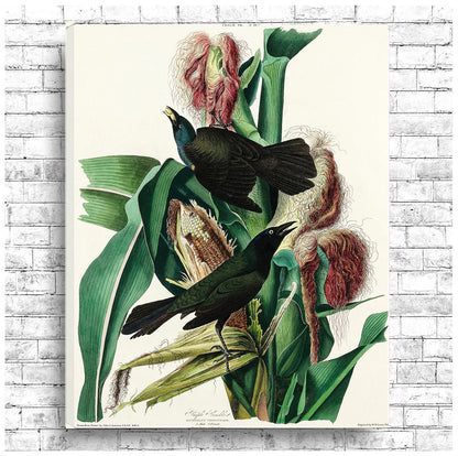 Purple Grakle by John J. Audubon