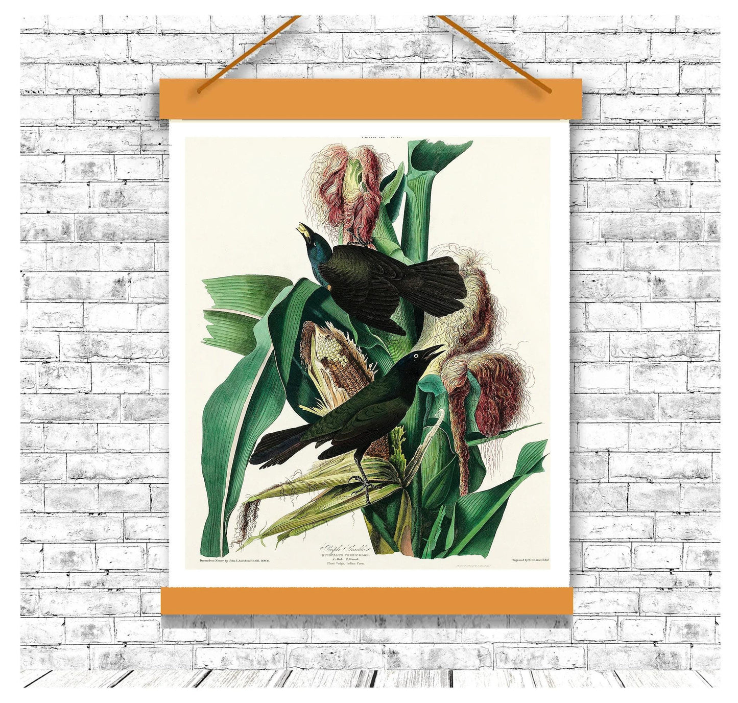 Purple Grakle by John J. Audubon