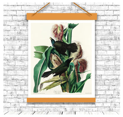 Purple Grakle by John J. Audubon