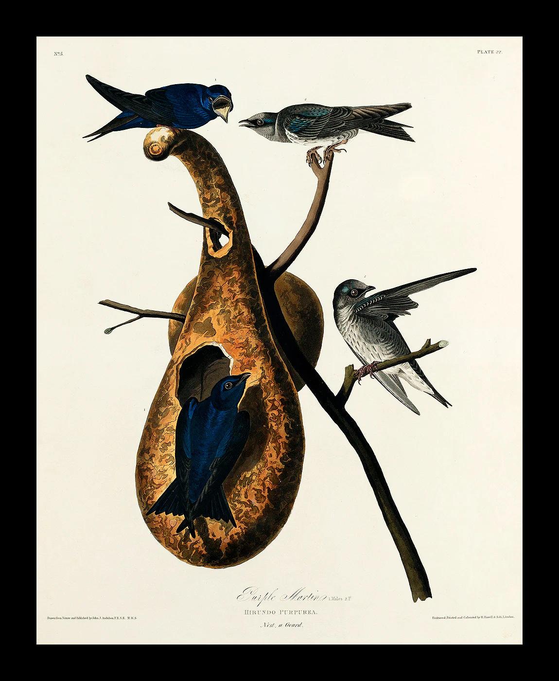 Purple Martin by John J. Audubon