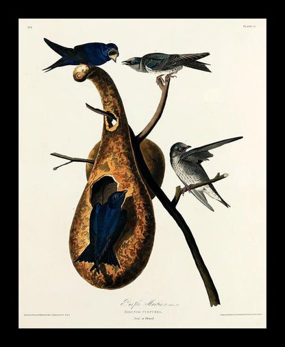 Purple Martin by John J. Audubon