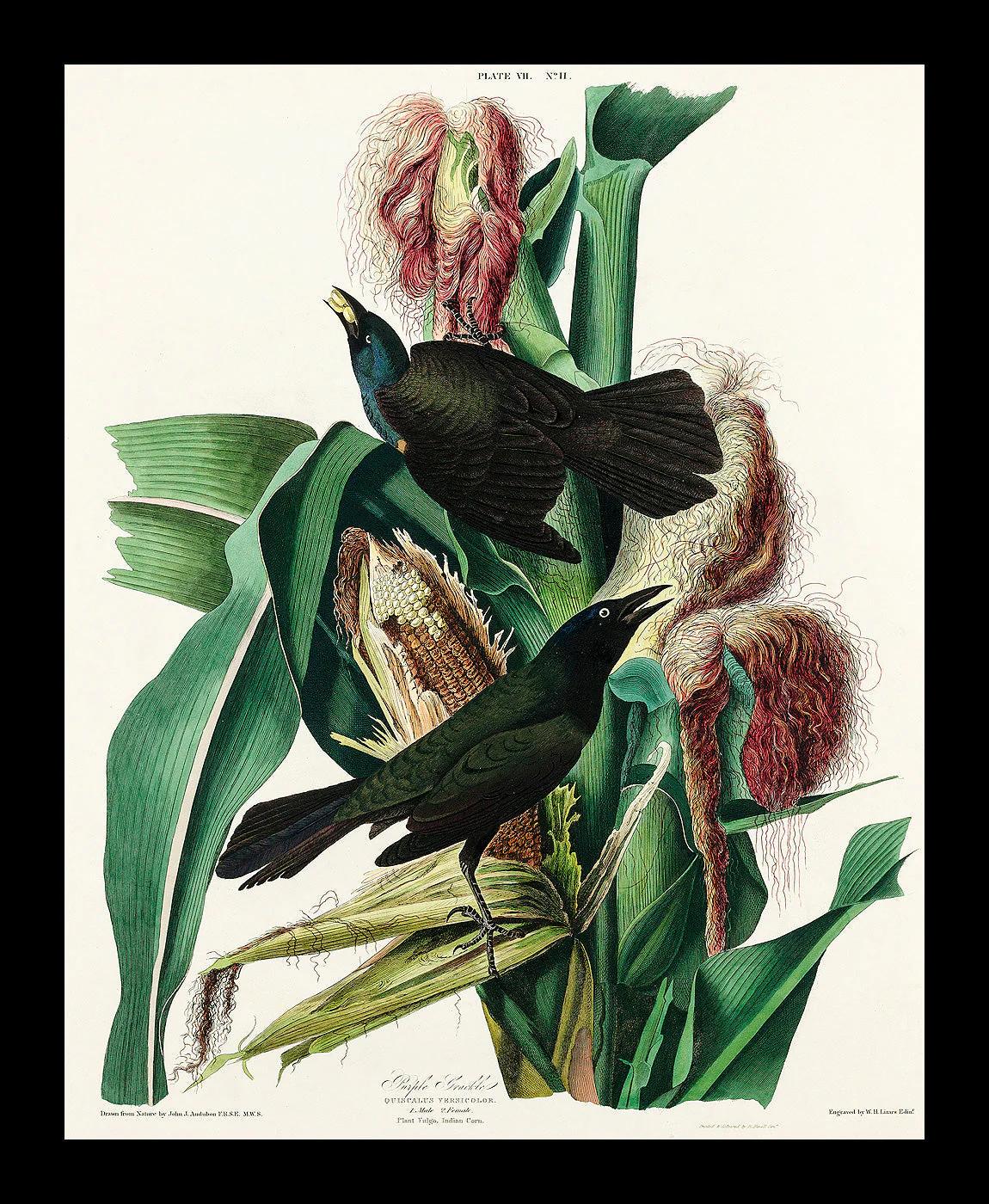 Purple Martin by John J. Audubon