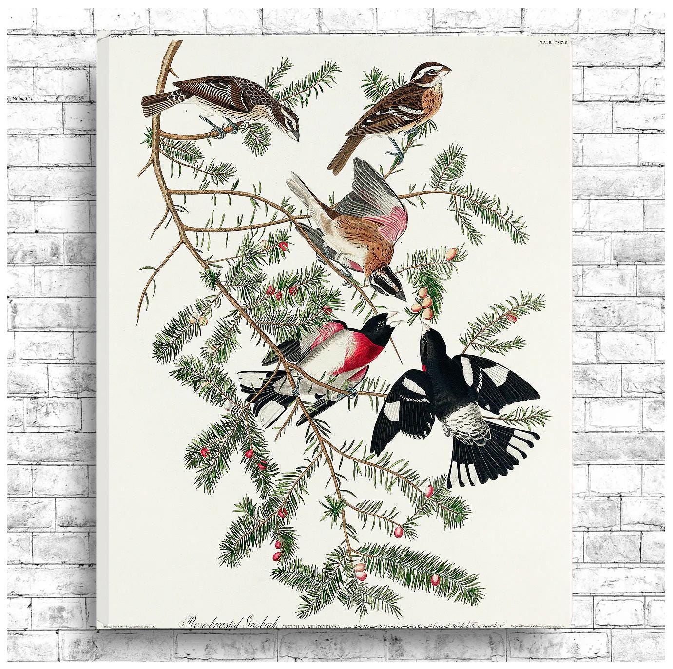 Rose-breasted Grosbeak by John J. Audubon