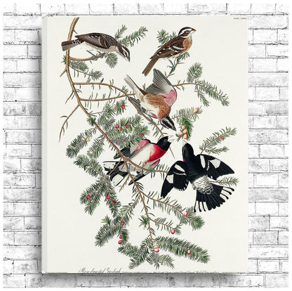 Rose-breasted Grosbeak by John J. Audubon