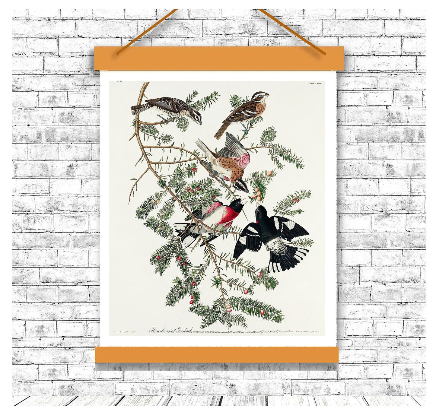 Rose-breasted Grosbeak by John J. Audubon