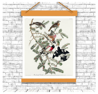 Rose-breasted Grosbeak by John J. Audubon