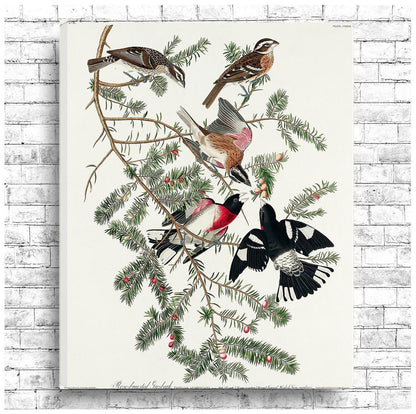 Rose-breasted Grosbeak by John J. Audubon