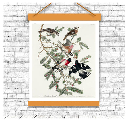 Rose-breasted Grosbeak by John J. Audubon