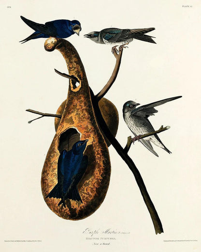 Rose-breasted Grosbeak by John J. Audubon