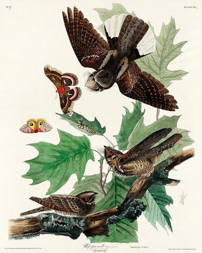Whip-poor-will by John J. Audubon