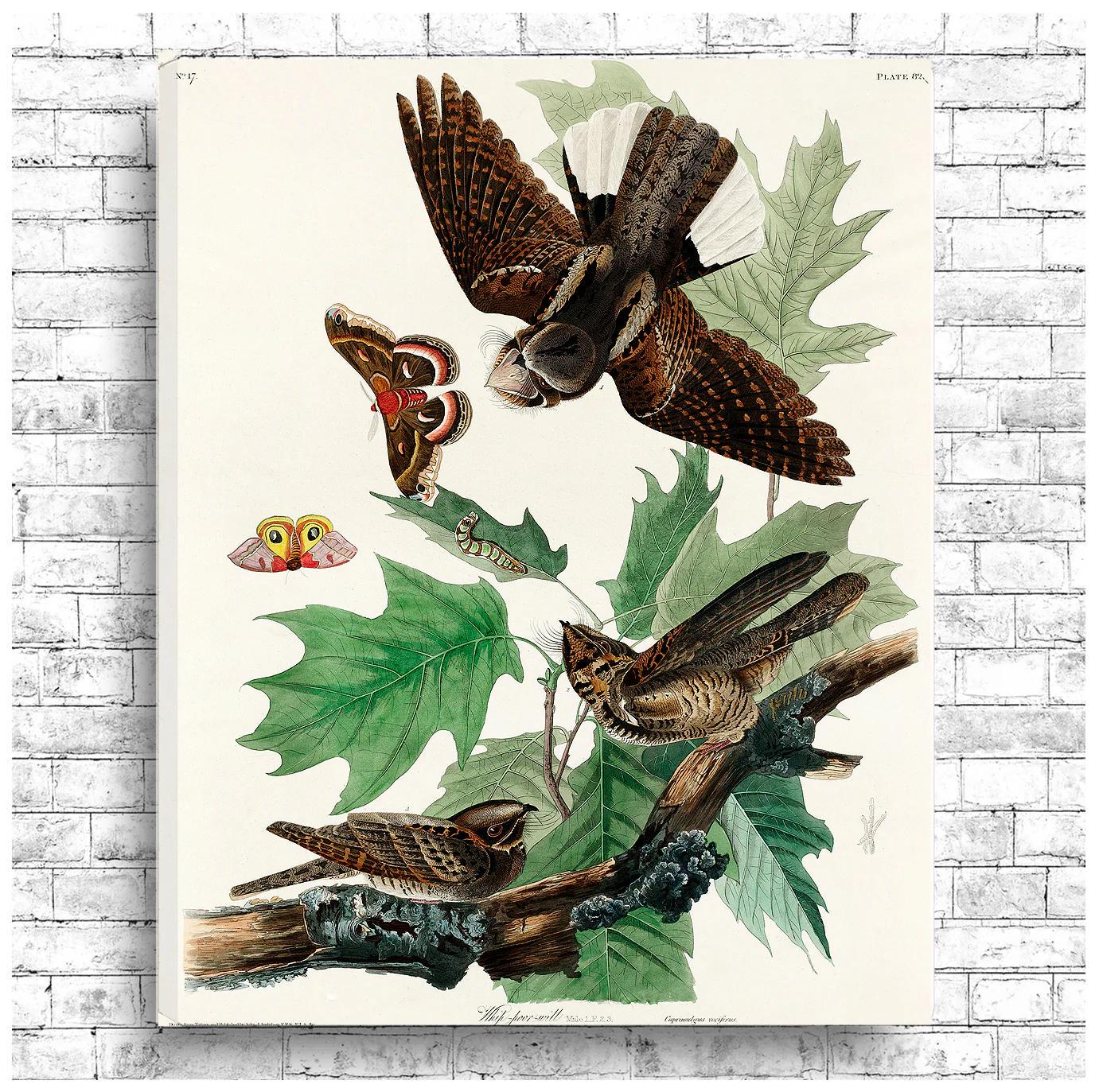 Whip-poor-will by John J. Audubon