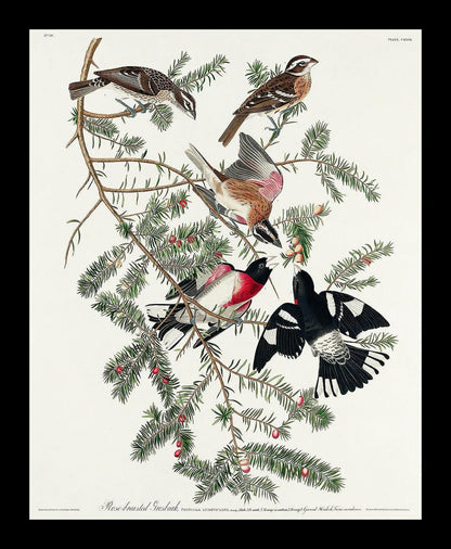 Whip-poor-will by John J. Audubon