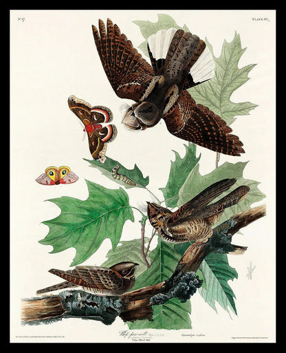 Whip-poor-will by John J. Audubon