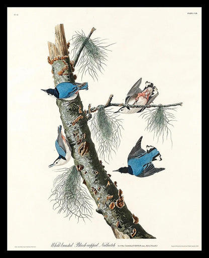 White-breasted Black-capped Nuthatch by John J. Audubon
