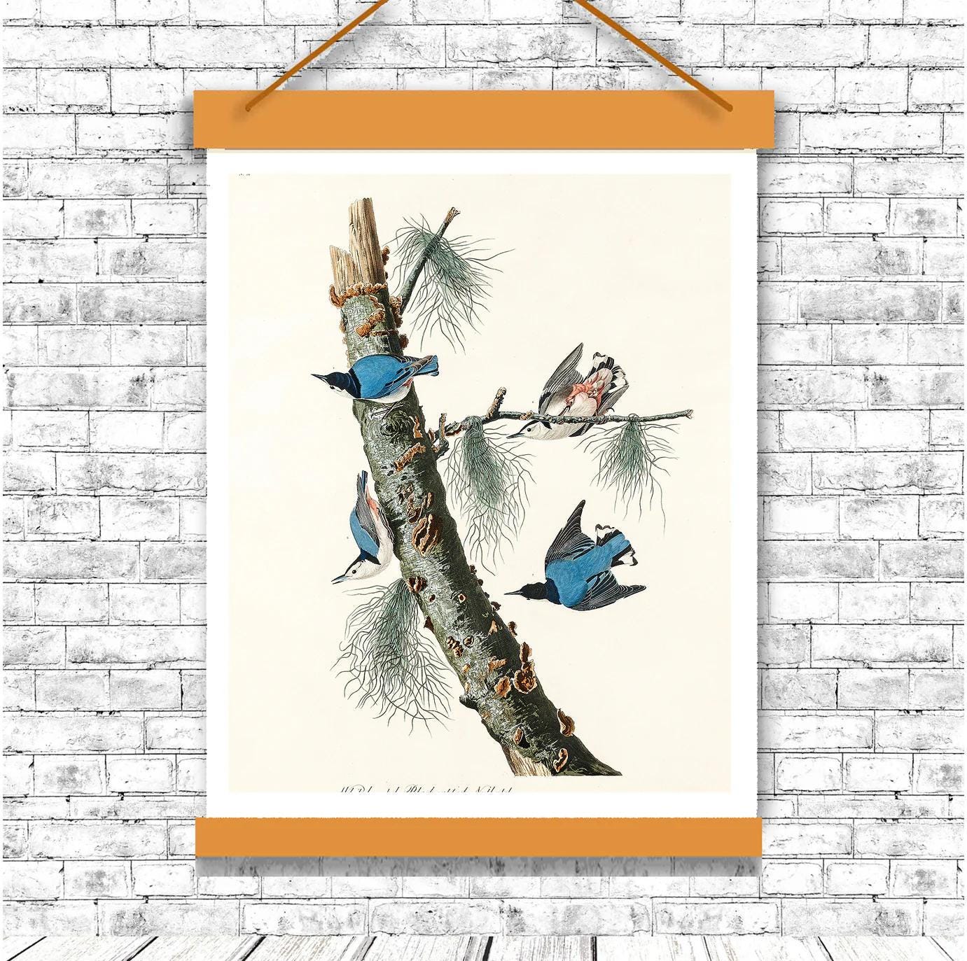 White-breasted Black-capped Nuthatch by John J. Audubon