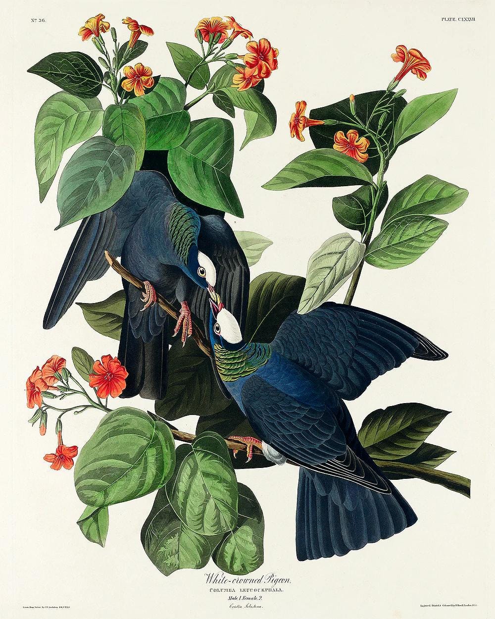 White-crowned Pigeon by John J. Audubon