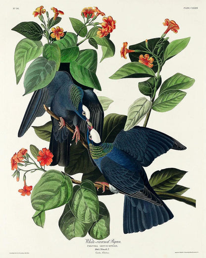 White-crowned Pigeon by John J. Audubon