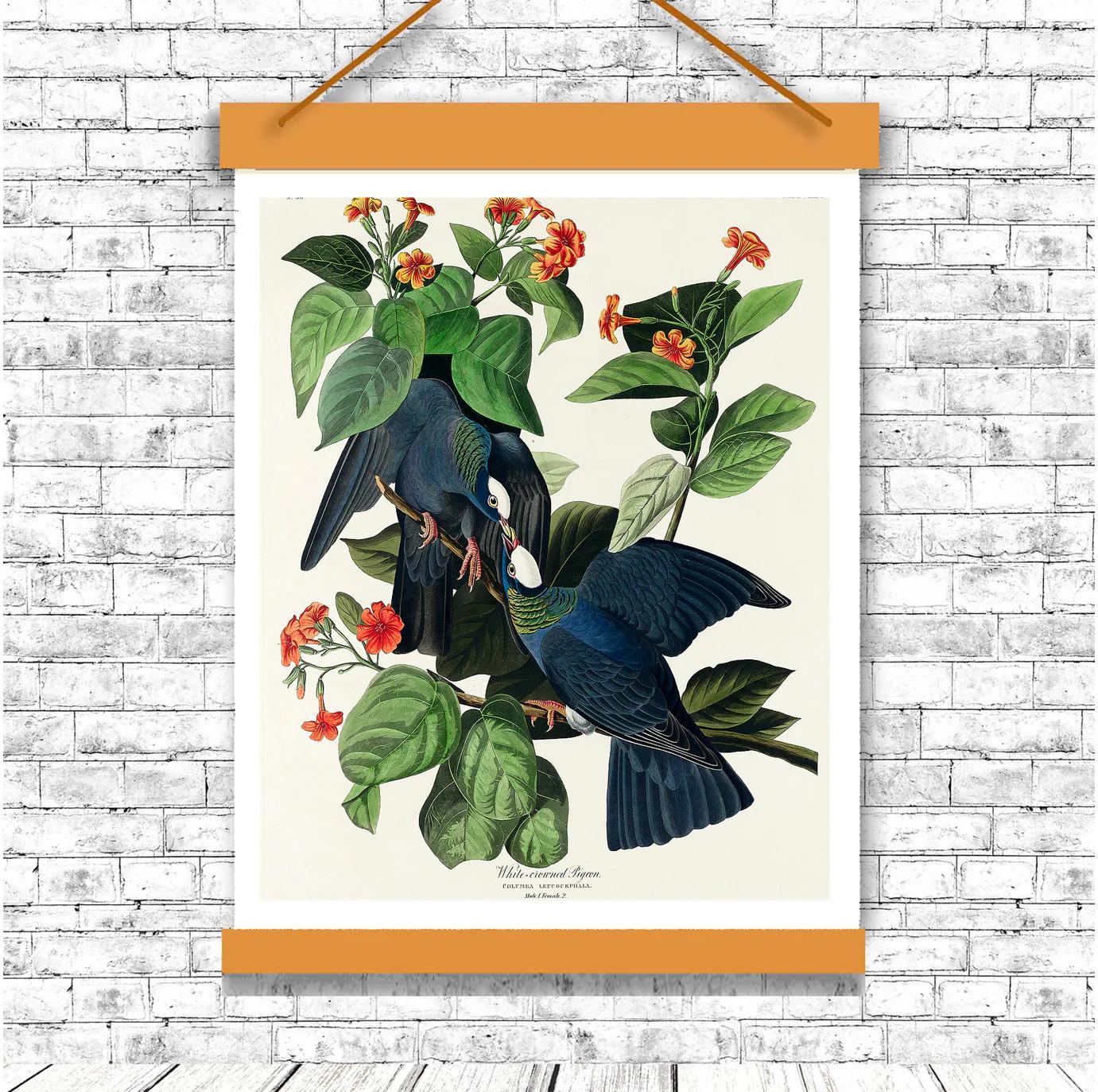 White-crowned Pigeon by John J. Audubon