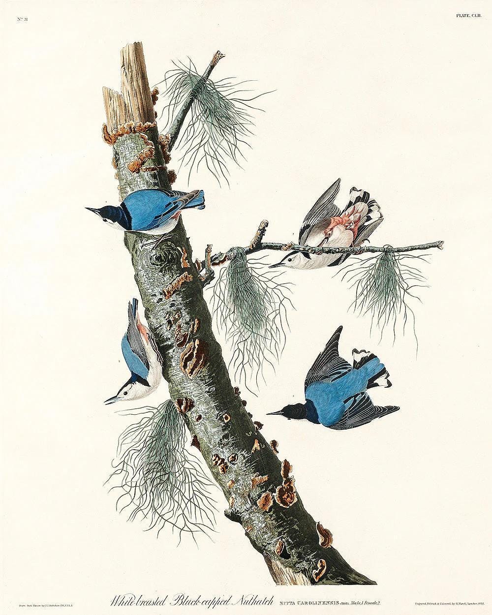 White-crowned Pigeon by John J. Audubon