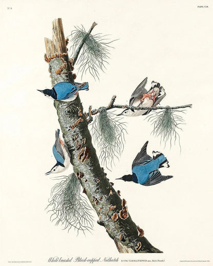White-crowned Pigeon by John J. Audubon