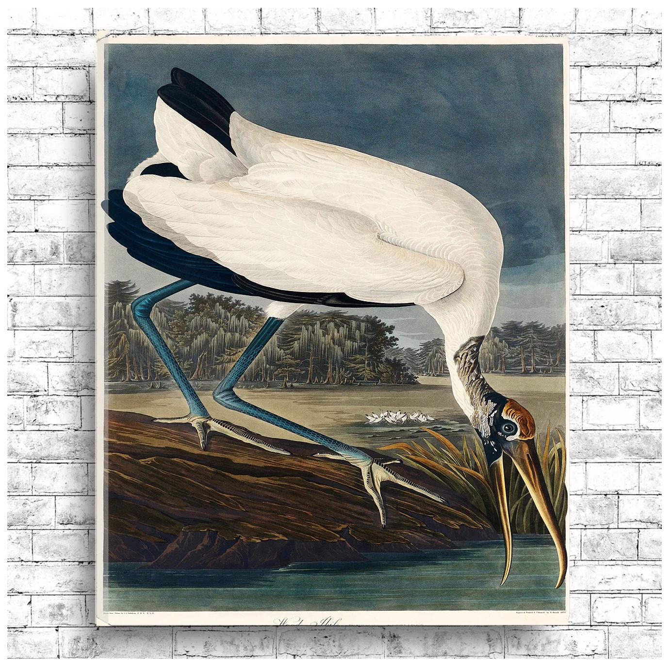 Wood Ibiss by John J. Audubon