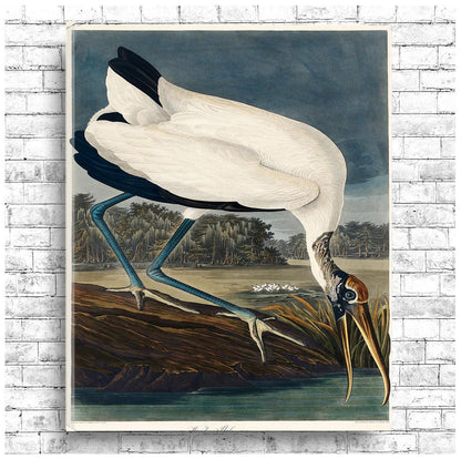 Wood Ibiss by John J. Audubon