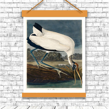 Wood Ibiss by John J. Audubon