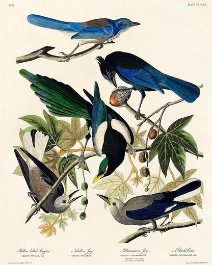 Yellow-Billed Magpie by John J. Audubon