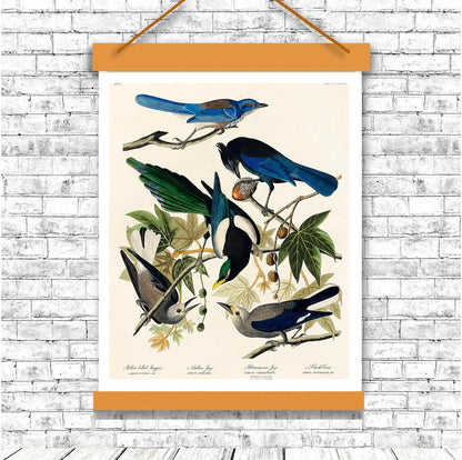 Yellow-Billed Magpie by John J. Audubon
