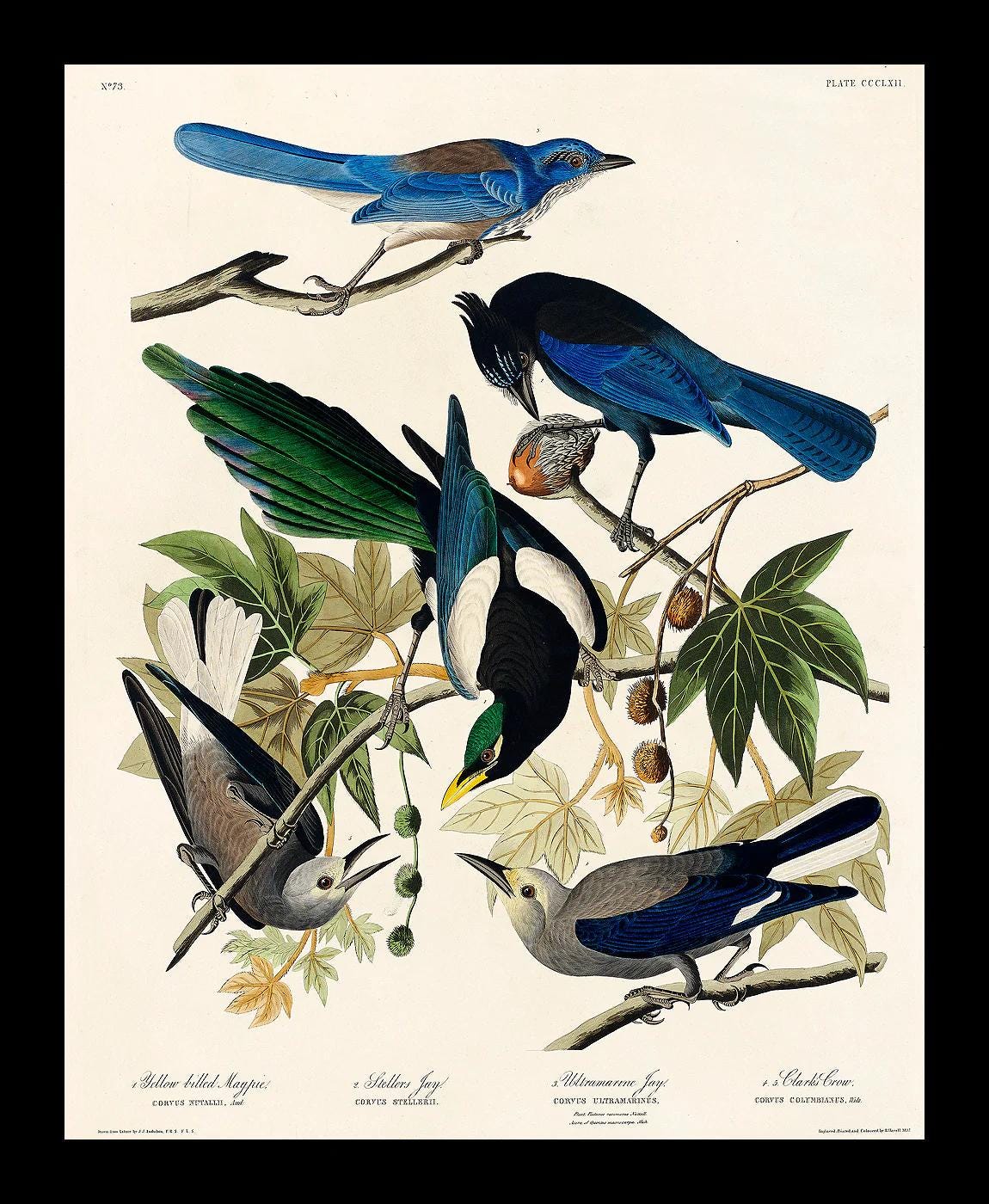 Yellow-Billed Magpie by John J. Audubon