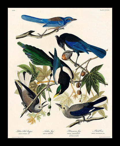 Yellow-Billed Magpie by John J. Audubon