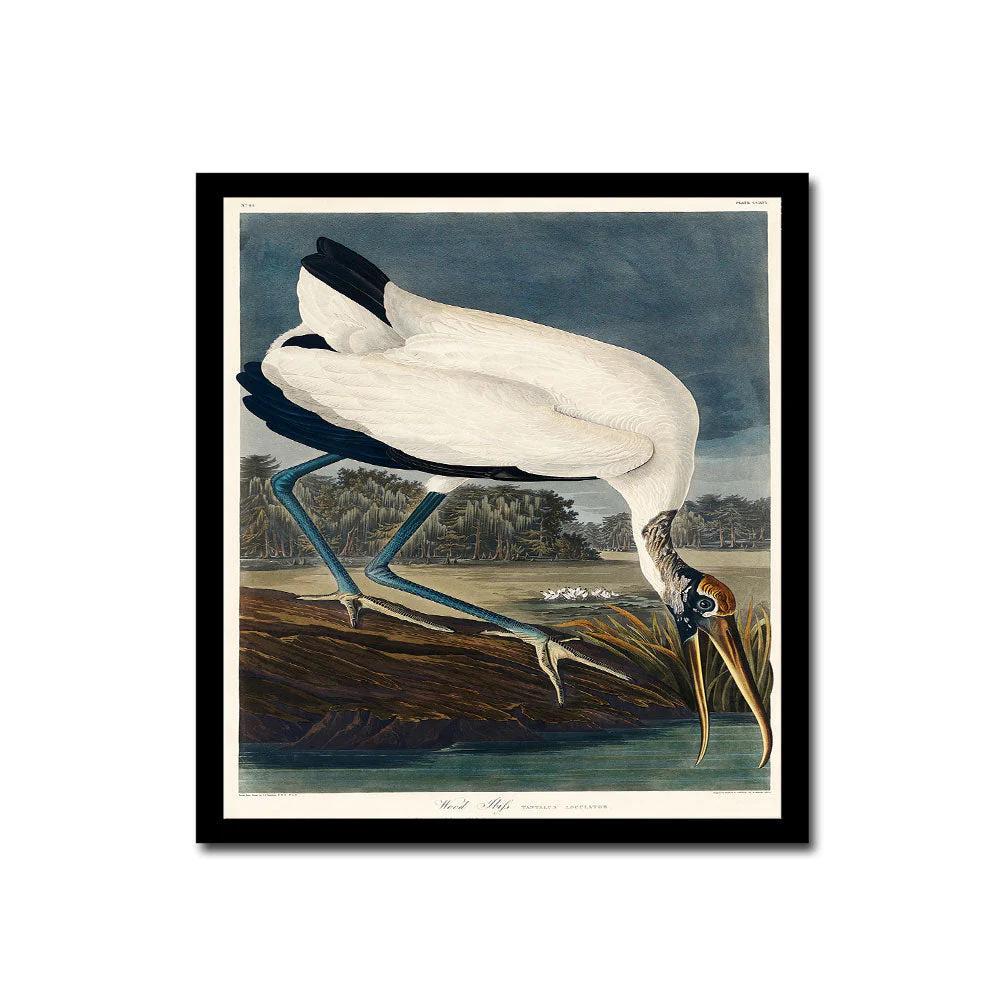 Yellow-Billed Magpie by John J. Audubon